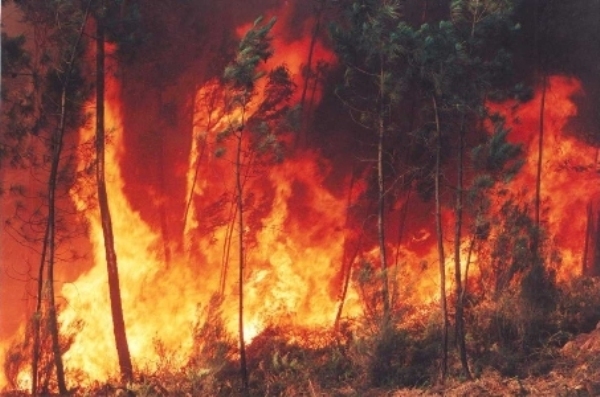 incendio-florestal5.jpg